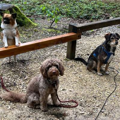 Hundetreffen-Spaziergang mit Übungen für den 🐕‍🦺 auf dem Vitaparcours-Bild