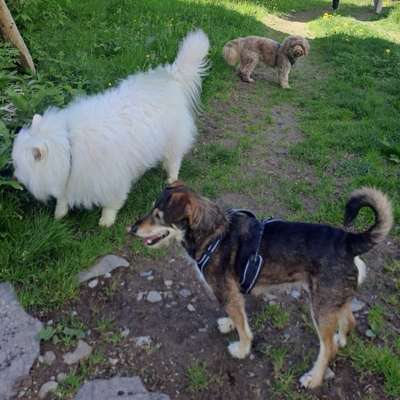 Hundetreffen-NEU*NEU*NEU            „Zäme uf de Abigspaziergang“ 🦮🐕‍🦺🐾🐩🐕-Bild