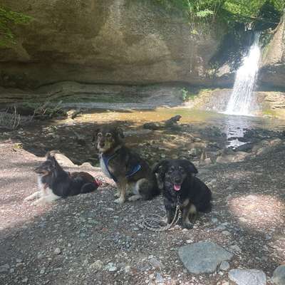 Hundetreffen-Hundewandergruppe Zürcher Oberland🇨🇭🐩🐕🐕‍🦺🐶-Bild