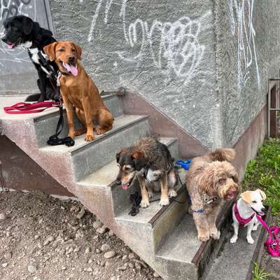 Hundetreffen-Spaziergang mit Übungen für den 🐕‍🦺 auf dem Vitaparcours-Bild