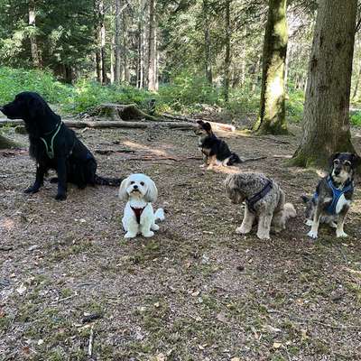 Hundetreffen-Private Hundewandergruppe Zürcher Oberland🇨🇭🐩🐕🐕‍🦺🐶-Bild