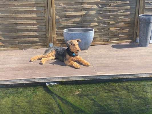 Airedale Terrier-Beitrag-Bild