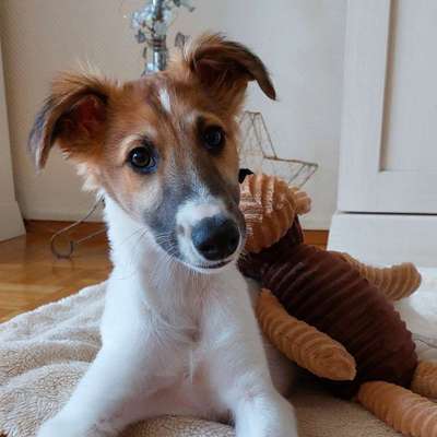 Hundetreffen-Samu sucht einen Spielkameraden-Bild