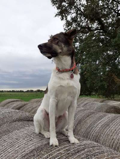 Hundetreffen-Gemeinsam spazieren gehen 🐾-Bild