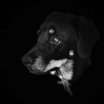 Foto-Challenge 76: Foto in Schwarz-Weiss-Beitrag-Bild