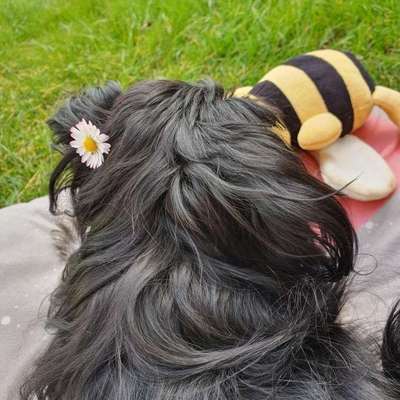 Hundetreffen-Gassi gehen spaß haben usw in ooß