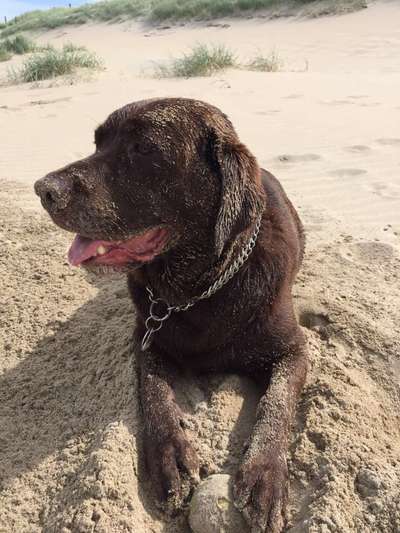 Die Dogorama Kalender Challenge Teil 3/4-Beitrag-Bild