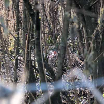 Giftköder-Tierkadaver-Bild