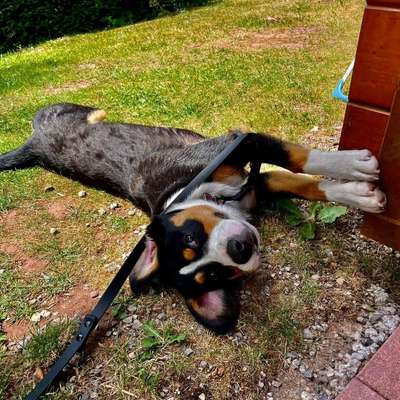 Hundetreffen-Spaziertreffen gesucht-Profilbild
