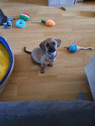 Welpen Bilder !-Beitrag-Bild