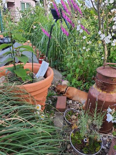 Die Dogorama Monats Challenge "Es grünt und blüht"-Beitrag-Bild