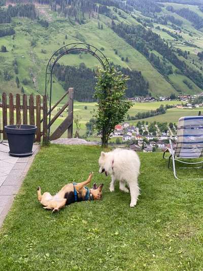 Kein Hundekontakt?-Beitrag-Bild