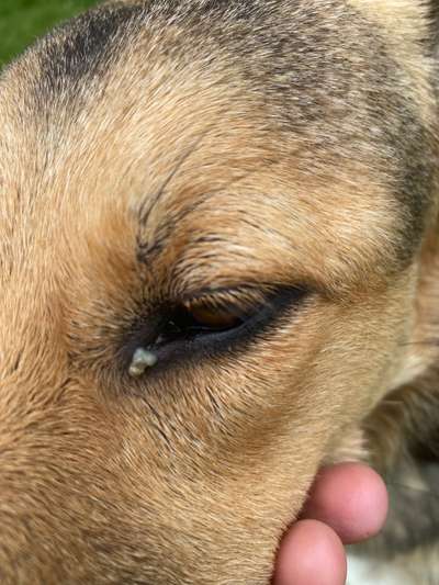 Conjunctivitis Follikularis (besondere Form der Bindehautentzündung)-Beitrag-Bild