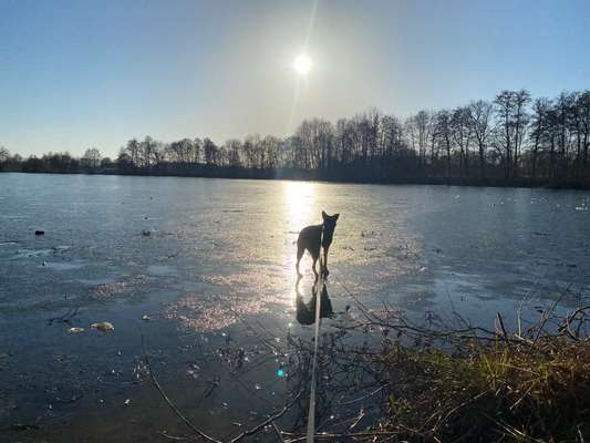 Dogorama-Monats-Challenge-Mai "Wasser"-Beitrag-Bild