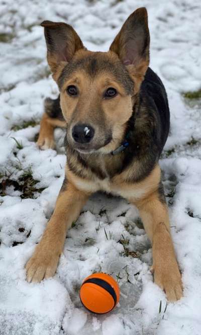 Ich zeichne deine Fellnase-Beitrag-Bild