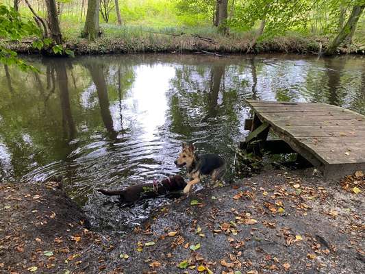 Dogorama Bekanntschaften/Freundschaften-Beitrag-Bild