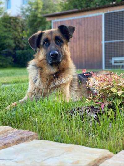 Ich zeichne deine Fellnase-Beitrag-Bild