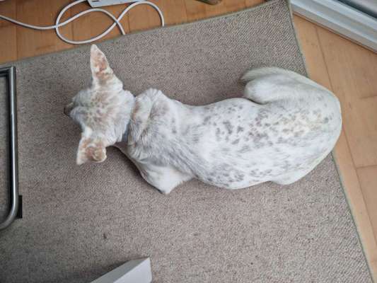 Englisch Setter?-Beitrag-Bild