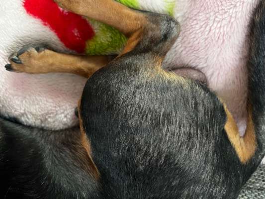 Demodex-Erkrankung – hat jemand Erfahrung oder Tipps?-Beitrag-Bild