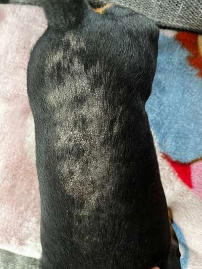 Demodex-Erkrankung – hat jemand Erfahrung oder Tipps?-Beitrag-Bild