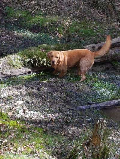 Hundetreffen-Spazieren gehen,  Spielen und toben-Bild