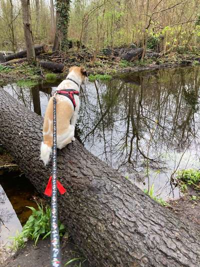 Handy Foto Challenge Nr. 49: Mein Freund der Baum-Beitrag-Bild