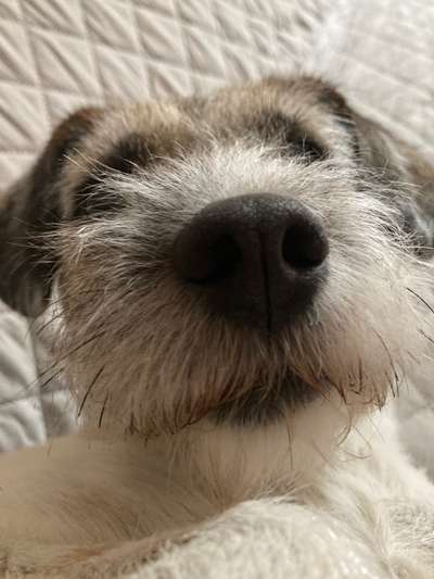 42. Handy Fotochallenge - Den richtigen Riecher haben-Beitrag-Bild