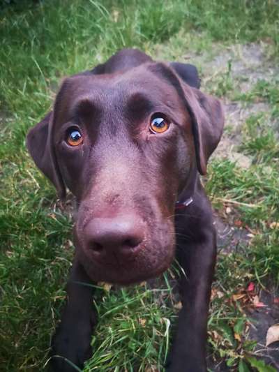 CHALLENGE NR. 19 - Der Hundeblick-Beitrag-Bild