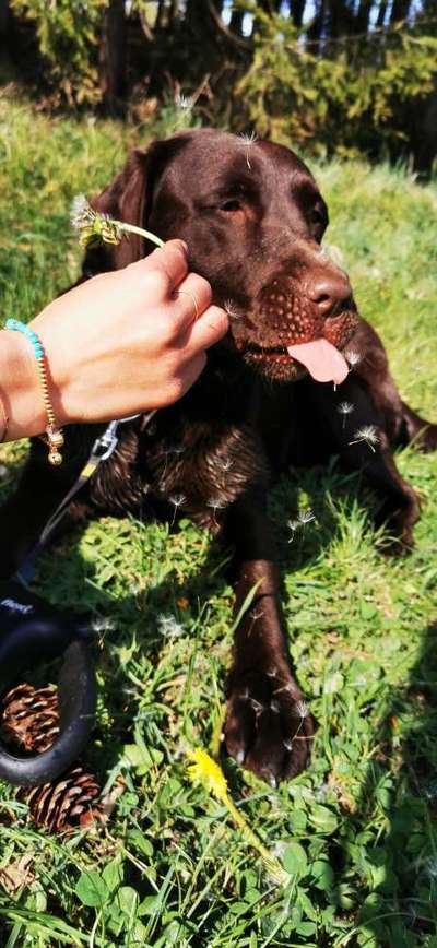 zeigt eure Hunde mit Ihren Frühlingsgefühlen:)-Beitrag-Bild