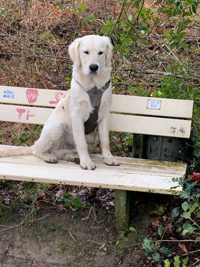 Wo sind die Golden Retriever Liebhaber?-Beitrag-Bild