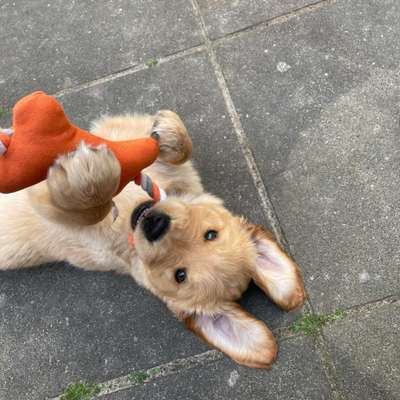 Hundetreffen-Sozialisierungspartner gesucht-Bild