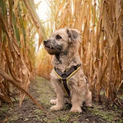 Hundetreffen-Spiel- und Spaziergefährte gesucht-Bild