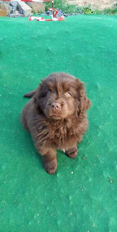 Neufundländer Freunde!-Beitrag-Bild