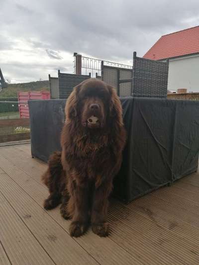 Neufundländer Freunde!-Beitrag-Bild