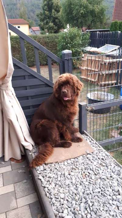 Neufundländer Freunde!-Beitrag-Bild