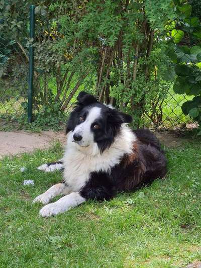 Welche Hunderasse-Beitrag-Bild