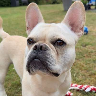 Hundetreffen-Spieletreff 🩵-Bild
