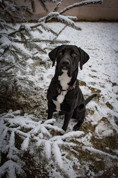 Weihnachtsfoto Aktion!-Beitrag-Bild