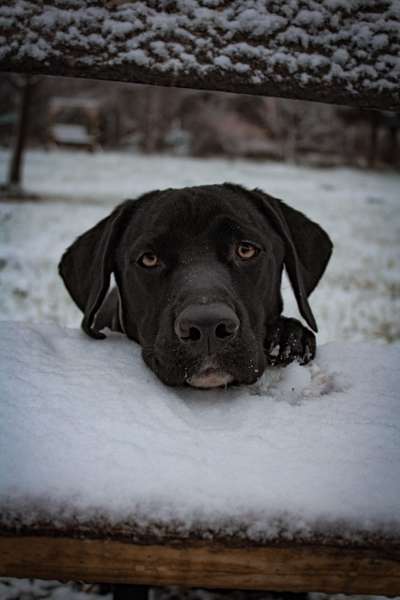 Foto's und Hundemodels-Beitrag-Bild