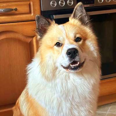 Hundetreffen-Junghundtreffen in Arendsee