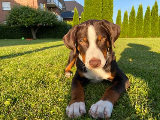 Die Dogorama Kalender Challenge Titelbild-Beitrag-Bild