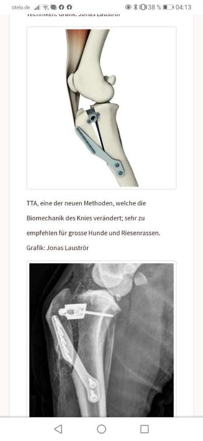 Schwache Bänder an den Hinterläufen-Beitrag-Bild