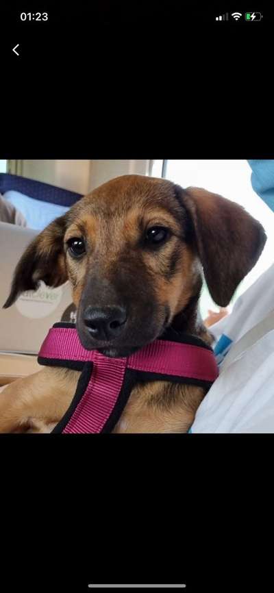 Die besten Hundeblicke 🐾❤️-Beitrag-Bild