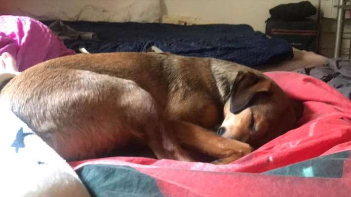 Zeigt mir eure Schäferhund Mischlinge :-)-Beitrag-Bild