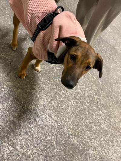 Die besten Hundeblicke 🐾❤️-Beitrag-Bild