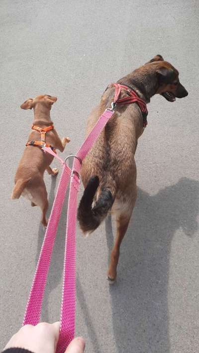 Mischlinge raten - Rätselspaß-Beitrag-Bild