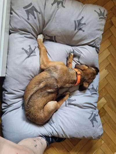 Rhodesian Ridgeback-Beitrag-Bild