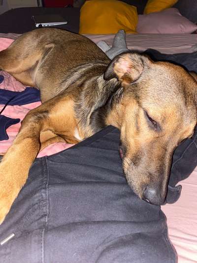 Rhodesian Ridgeback-Beitrag-Bild