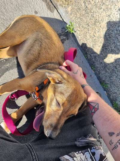 Welche Hunderasse-Beitrag-Bild