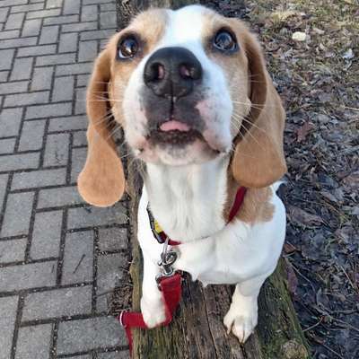 Hundetreffen-Ich suche Mitglieder für meine HundeGruppe spielen / trainieren-Bild